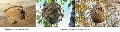 frelons asiatiques nids nl