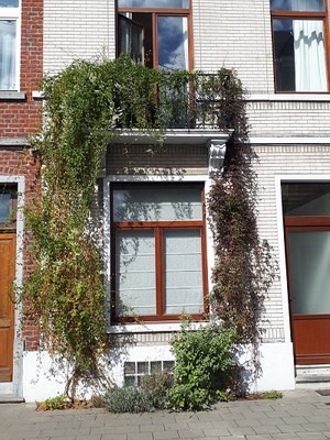 groene gevel